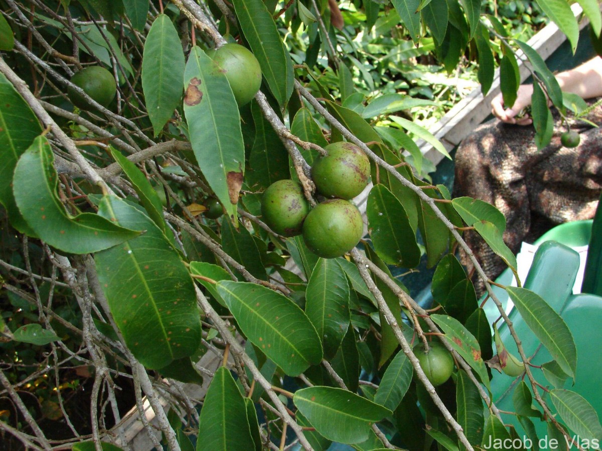 Shirakiopsis indica (Willd.) Esser